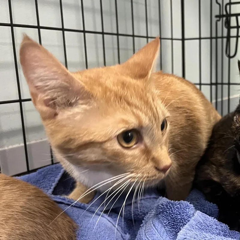 A young large-sized female Orange / Red American Shorthair cat named Organo for adoption in Greensboro, NC