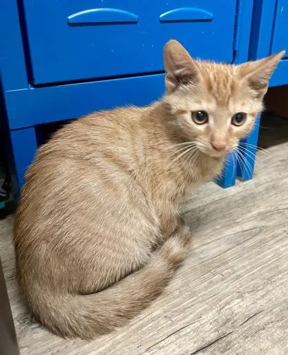 A baby medium-sized male Domestic Short Hair cat named Charlie for adoption in Sautee Nacoochee, GA