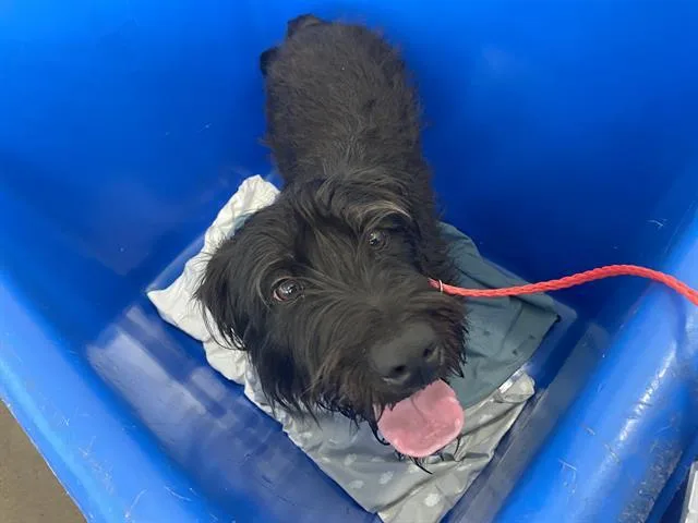An adult large-sized female Mixed Breed dog named Julieta for adoption in Dallas, TX