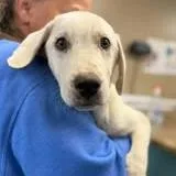 A baby medium-sized male Yellow / Tan / Blond / Fawn Labrador Retriever dog named Romeo for adoption in Alexandria, VA
