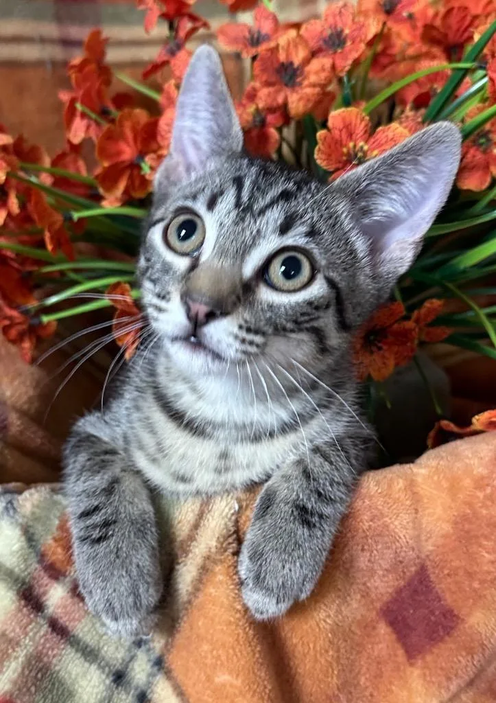 A baby small-sized male Domestic Short Hair cat named Kylo for adoption in Stillwater, OK