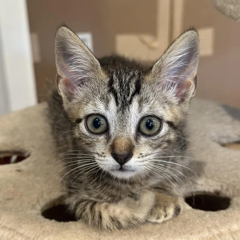 A baby small-sized female Brown / Chocolate Domestic Short Hair cat named Pita for adoption in Austin, TX