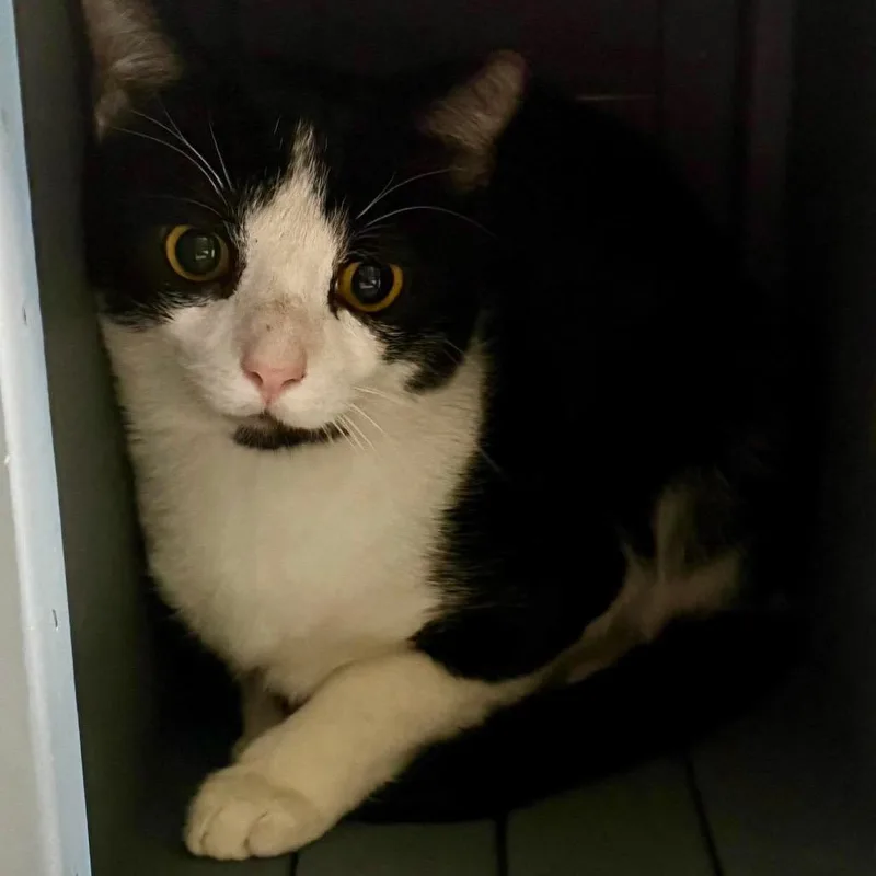 A young medium-sized male Domestic Short Hair cat named Suite Siblings: Zach for adoption in Washington, DC