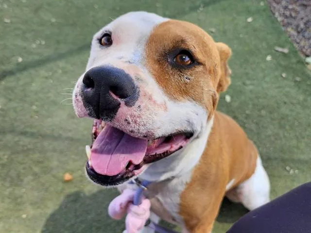 An adult large-sized male Pit Bull Terrier dog named Pony for adoption in Mesa, AZ