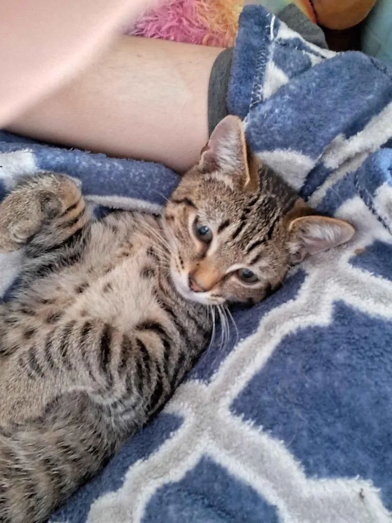 A baby medium-sized male Domestic Short Hair cat named Melon for adoption in Fort Oglethorpe, GA