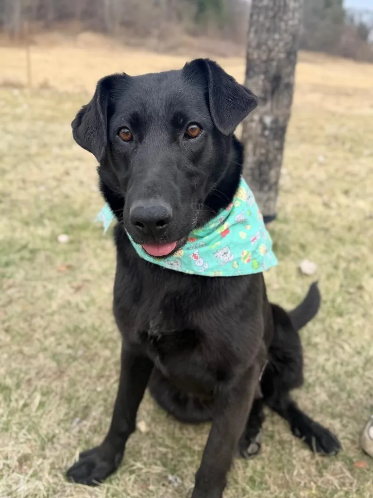 A baby medium-sized female Mixed Breed dog named Whistle for adoption in Menomonie, WI