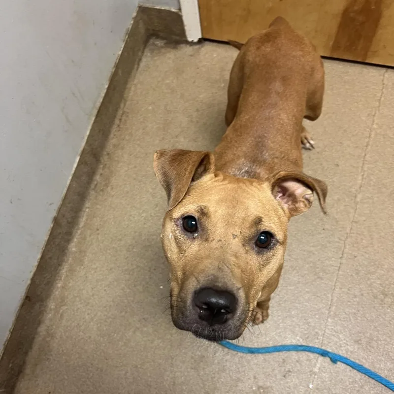 A young medium-sized female Yellow / Tan / Blond / Fawn Mixed Breed dog named Lassie for adoption in Chattanooga, TN