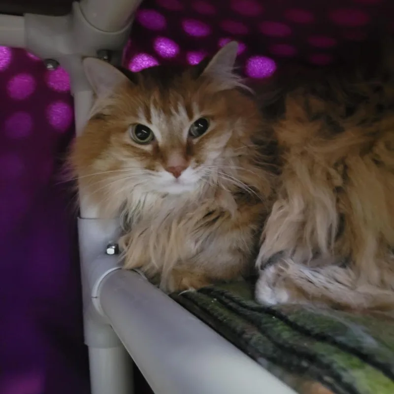 An adult extra large-sized male Orange / Red Domestic Short Hair cat named Chuck for adoption in Grand Rapids, MI