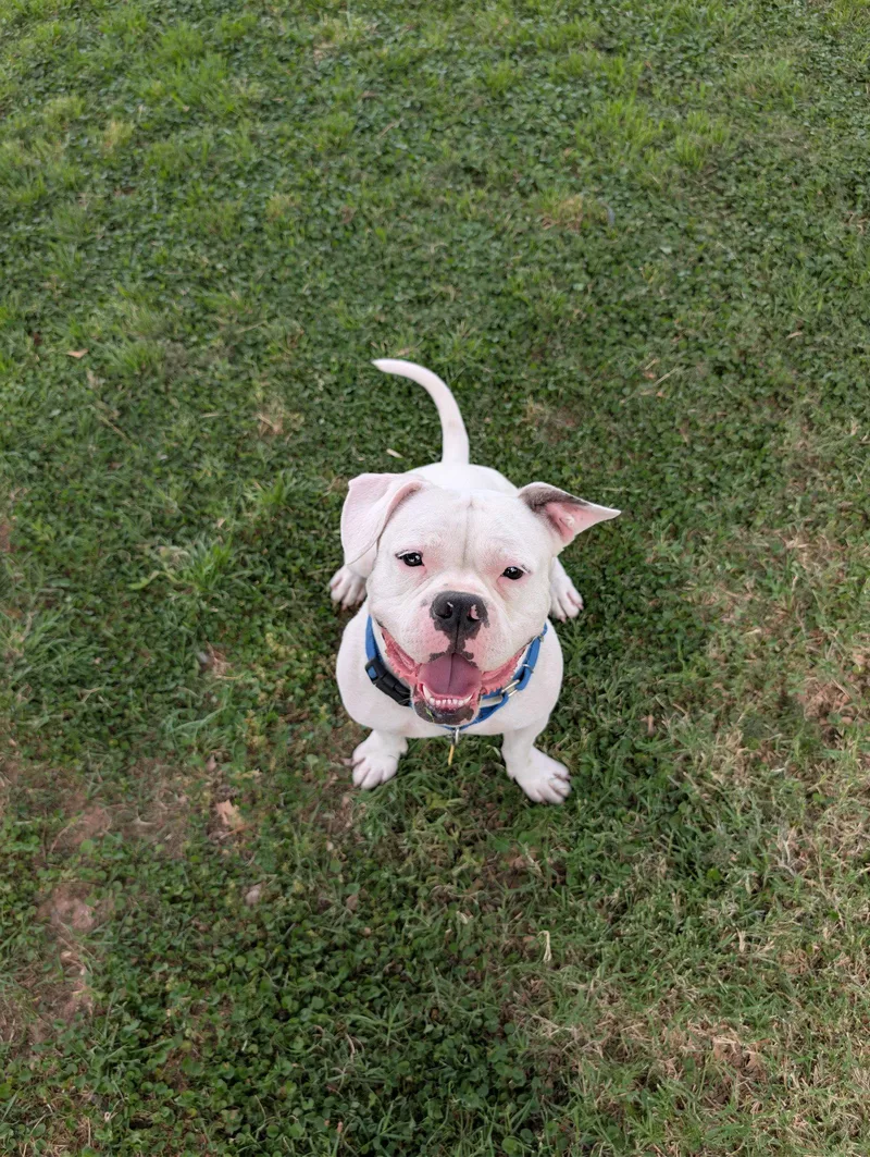 A young medium-sized male American Bulldog dog named Wishbone for adoption in Chandler, AZ