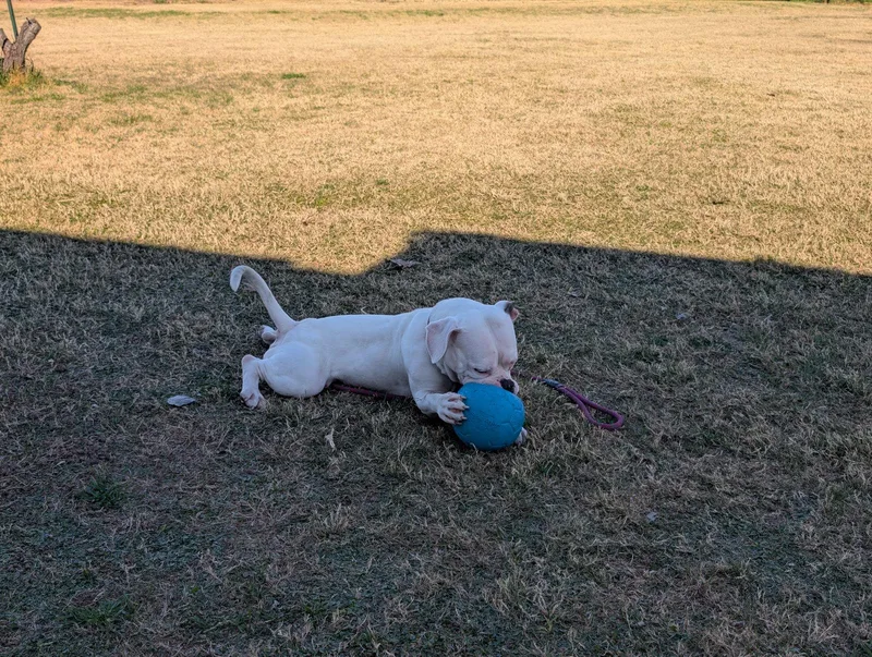 Wishbone thumbnail 2