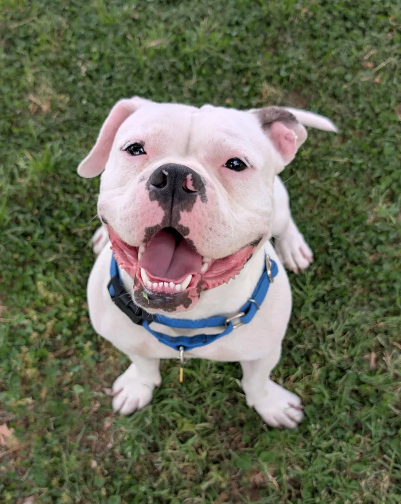 Wishbone thumbnail 3