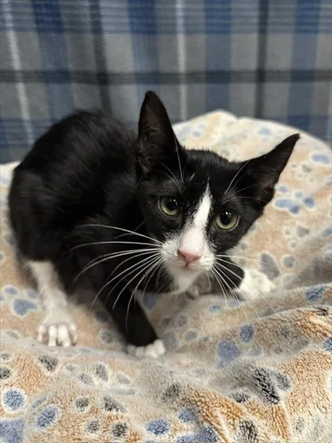 A baby small-sized male Domestic Short Hair cat named Bobrian for adoption in Rosenberg, TX