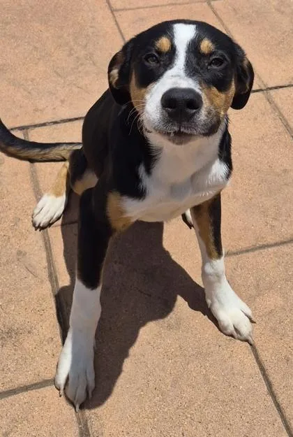 An adult medium-sized male Mixed Breed dog named Marshall for adoption in Shreveport, LA