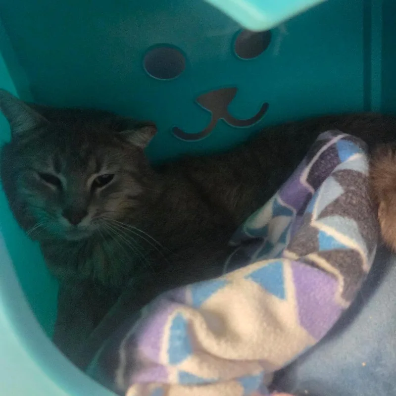 An adult medium-sized male Gray / Blue / Silver Domestic Medium Hair cat named Clancy for adoption in Spokane, WA
