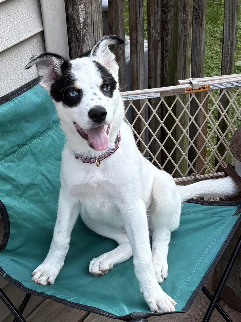 A young medium-sized female Husky dog named Mimi for adoption in Hamilton, NJ