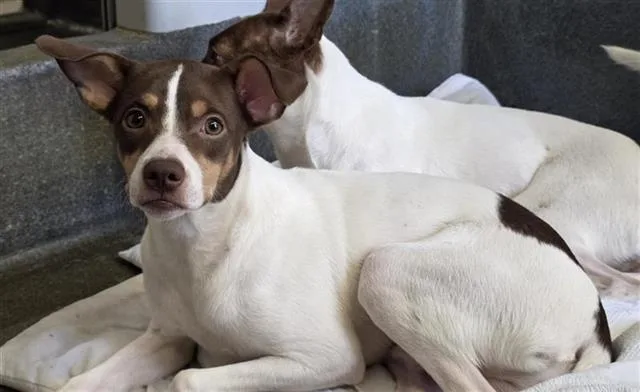 A young small-sized male Terrier dog named Benny for adoption in San Antonio, TX