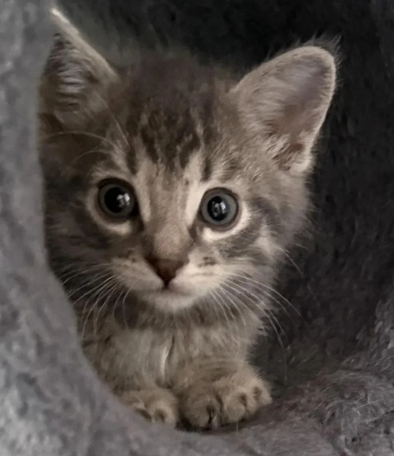 A baby medium-sized female Tabby (Gray / Blue / Silver) Domestic Short Hair cat named Luna for adoption in Davison, MI