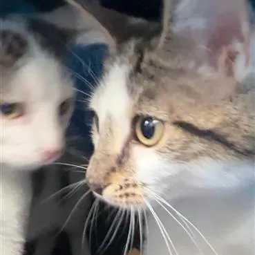 A baby small-sized female Brown / Chocolate Domestic Short Hair cat named Ember for adoption in New Fairfield, CT