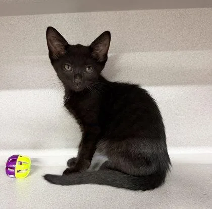 A baby small-sized male Domestic Short Hair cat named G.I. Joe for adoption in Sacramento, CA