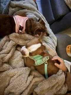 Fawn in MO thumbnail 3