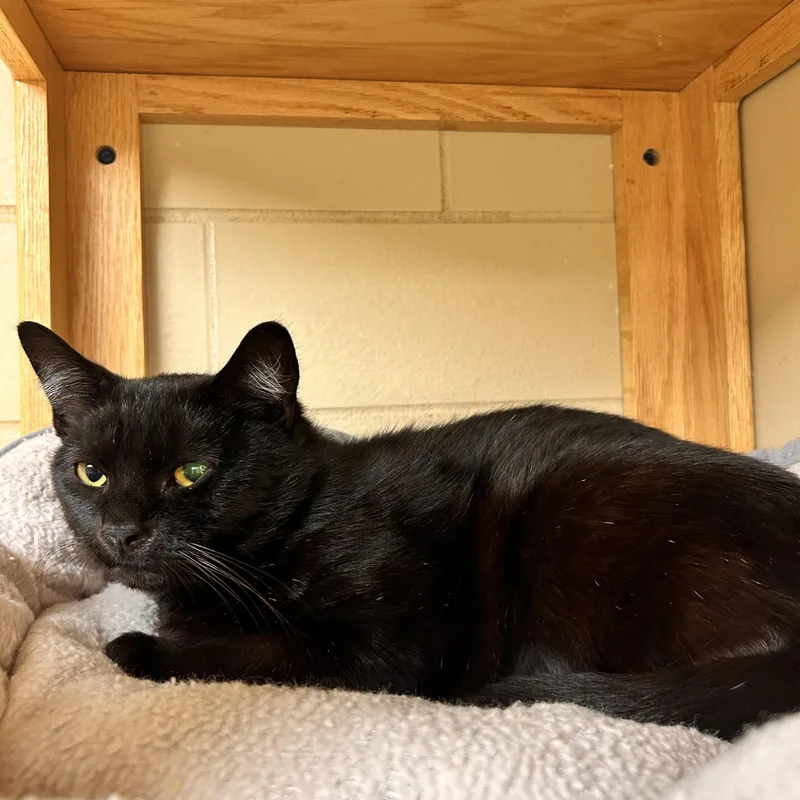 An adult medium-sized male Black Domestic Short Hair cat named Zorro for adoption in Myerstown, PA