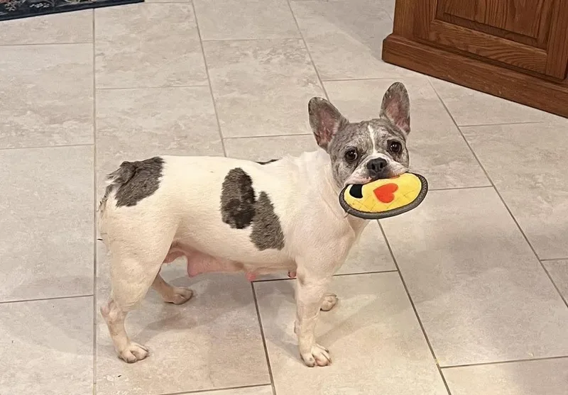 Sophie