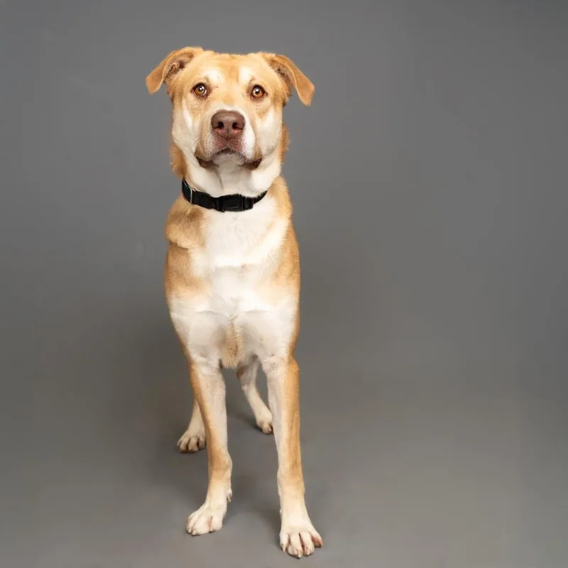 An adult medium-sized male Brown / Chocolate Mixed Breed dog named Reptar for adoption in Palm Springs, CA