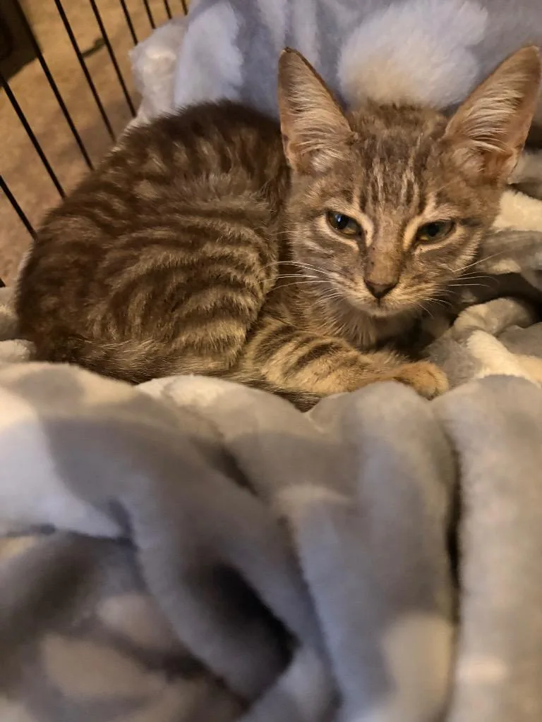 A baby medium-sized female Domestic Short Hair cat named Muffin for adoption in Sorrento, LA