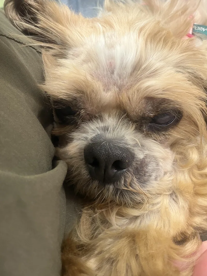 Dolly thumbnail 3