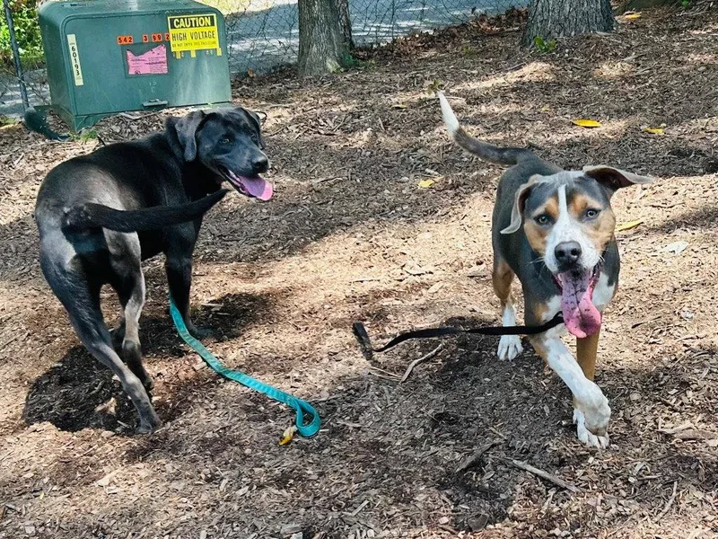 An adult medium-sized male Terrier dog named Owen for adoption in Bloomfield, CT