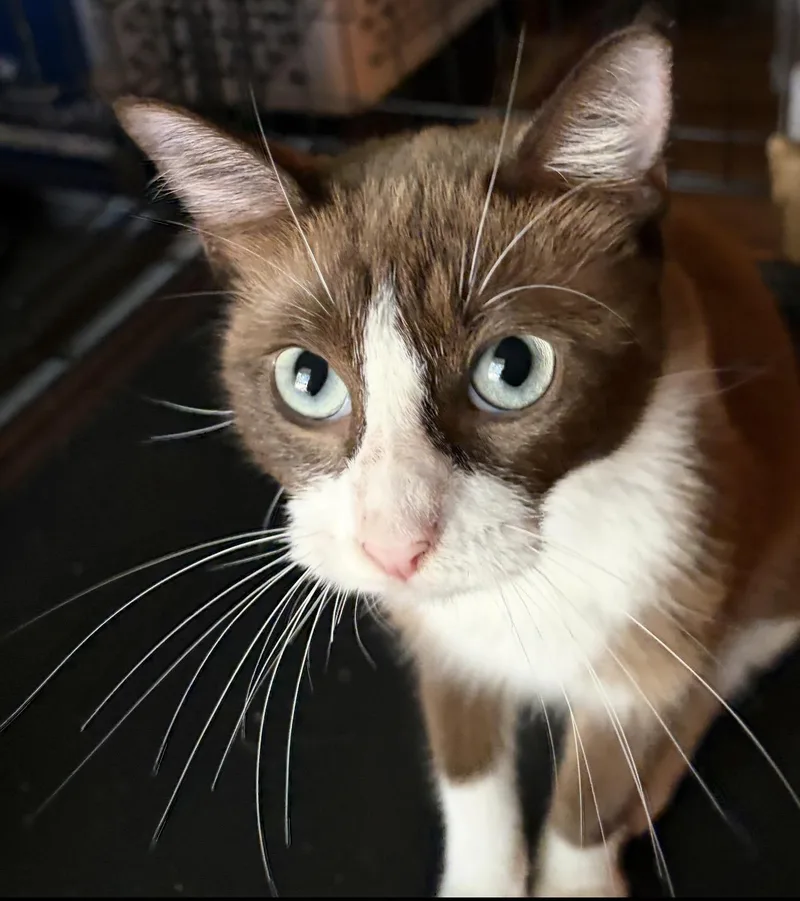 A young medium-sized female Brown / Chocolate Snowshoe cat named Maple for adoption in Austin, TX