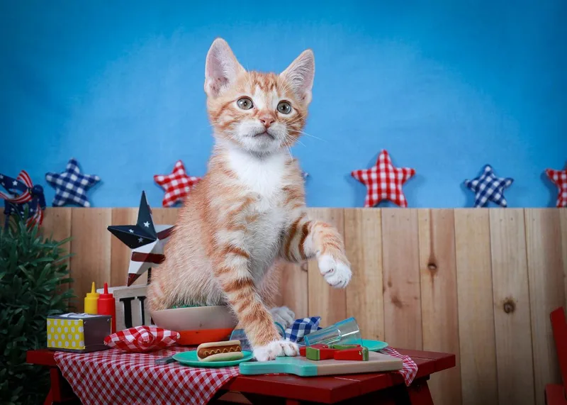 A baby small-sized male Orange & White Tabby cat named Captain Jack Sparrow for adoption in Parker, TX
