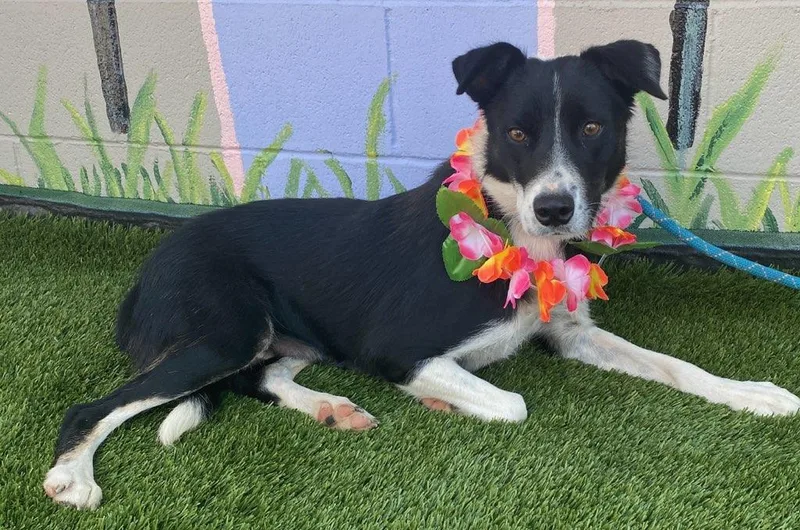 An adult medium-sized female Black Border Collie dog named May for adoption in Colusa, CA