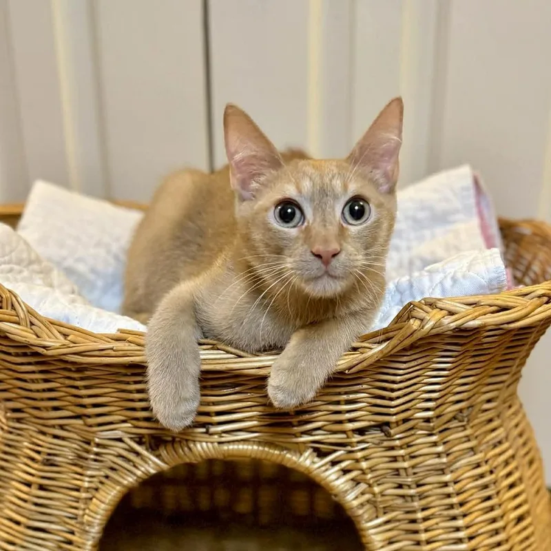 A baby medium-sized male Tabby (Orange / Red) Domestic Short Hair cat named Leo for adoption in Raleigh, NC