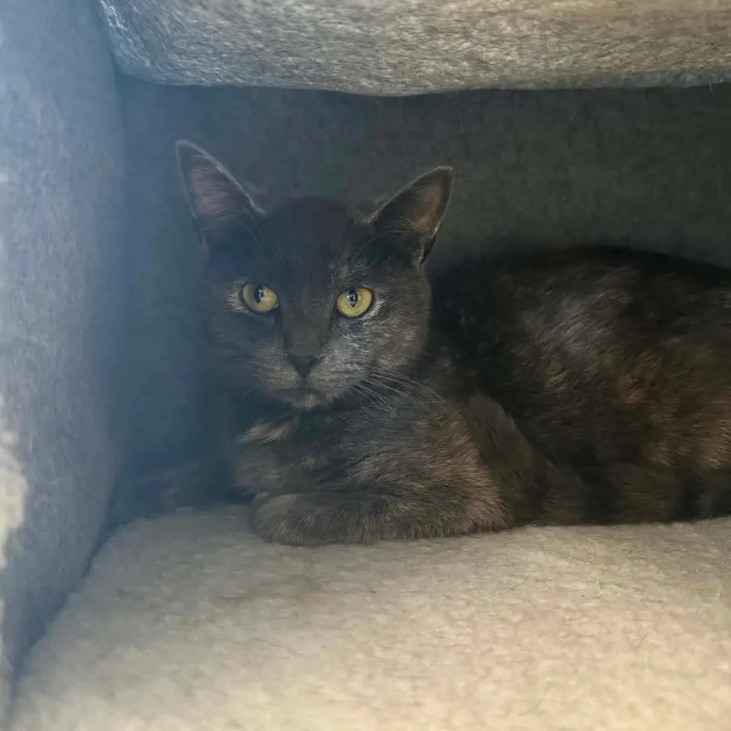 A young small-sized female Gray / Blue / Silver Domestic Short Hair cat named Sally for adoption in Frederick, MD