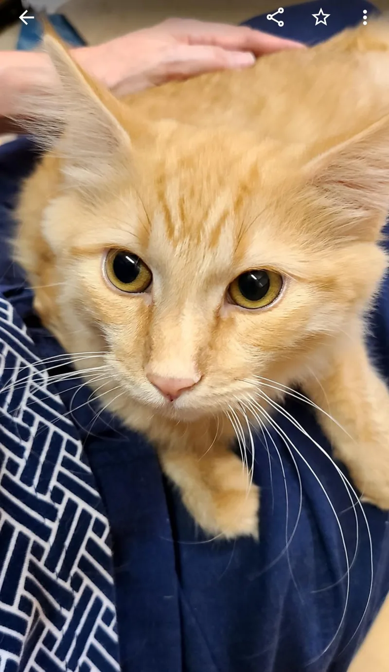 A baby medium-sized male Tabby (Orange / Red) Domestic Medium Hair cat named Gelato for adoption in Queen Creek, AZ
