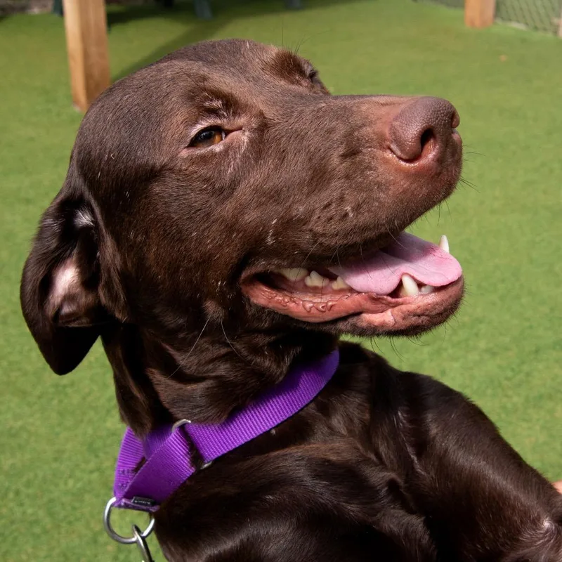 An adult medium-sized female Brown / Chocolate Chocolate Labrador Retriever dog named Mincks for adoption in Parkersburg, WV