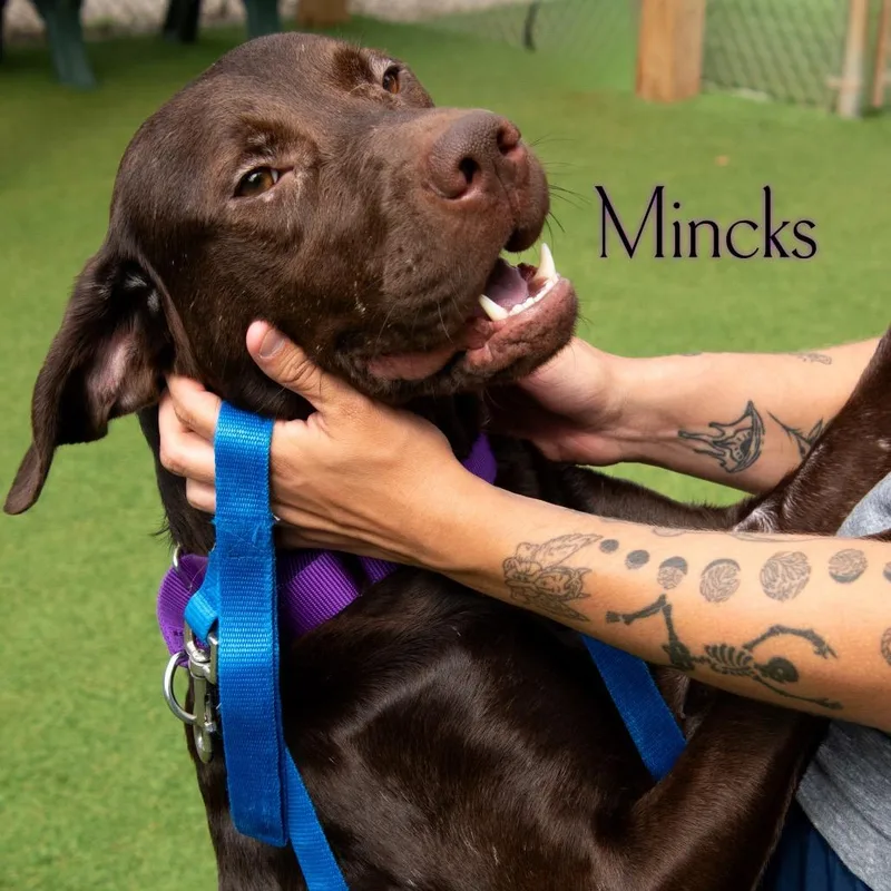 Mincks thumbnail 2