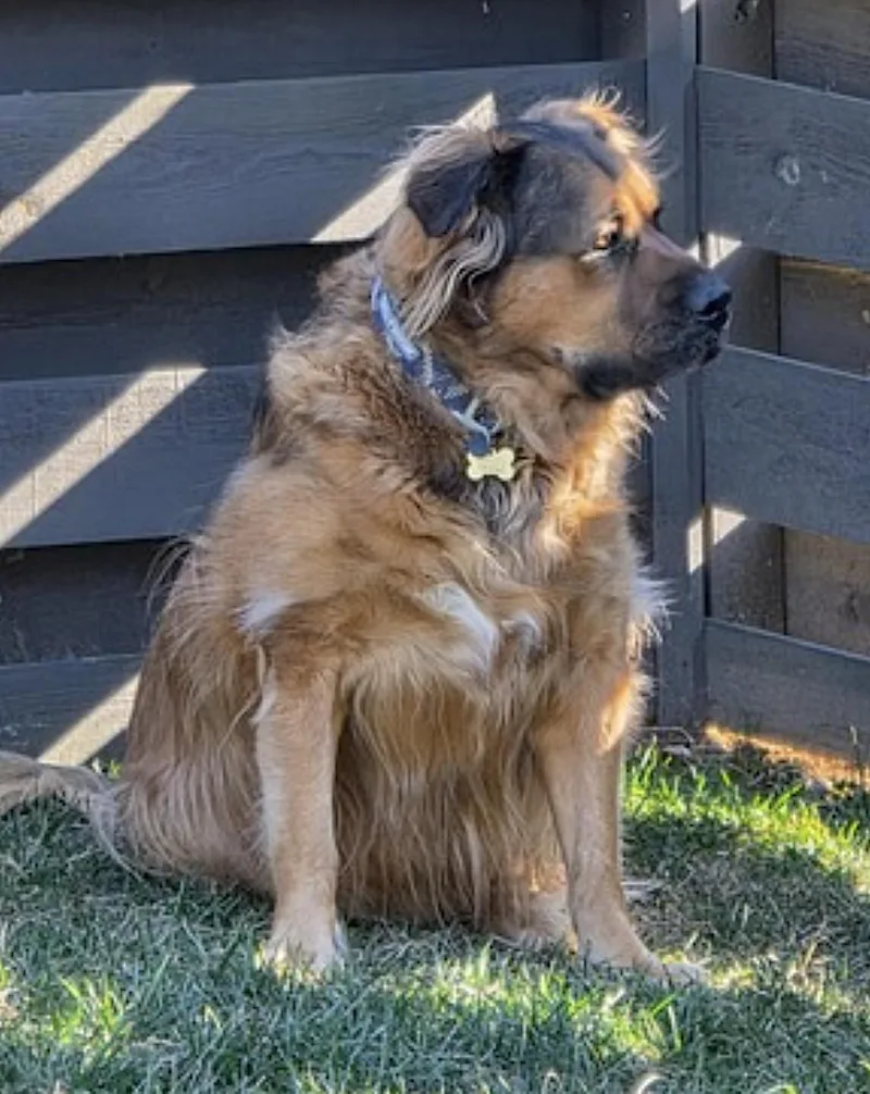 An adult extra large-sized male Golden Great Pyrenees dog named Beau for adoption in Amherst, MA