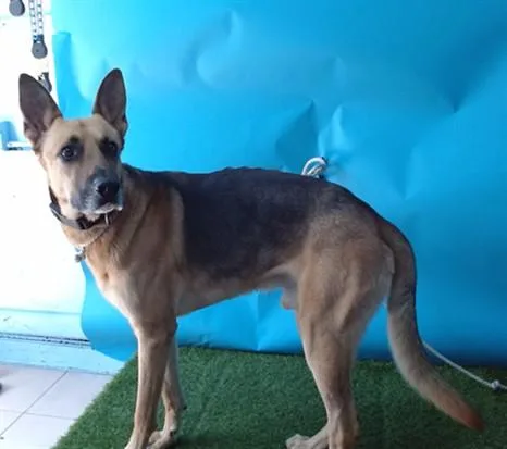 An adult large-sized male German Shepherd Dog dog named Simba for adoption in Gardena, CA