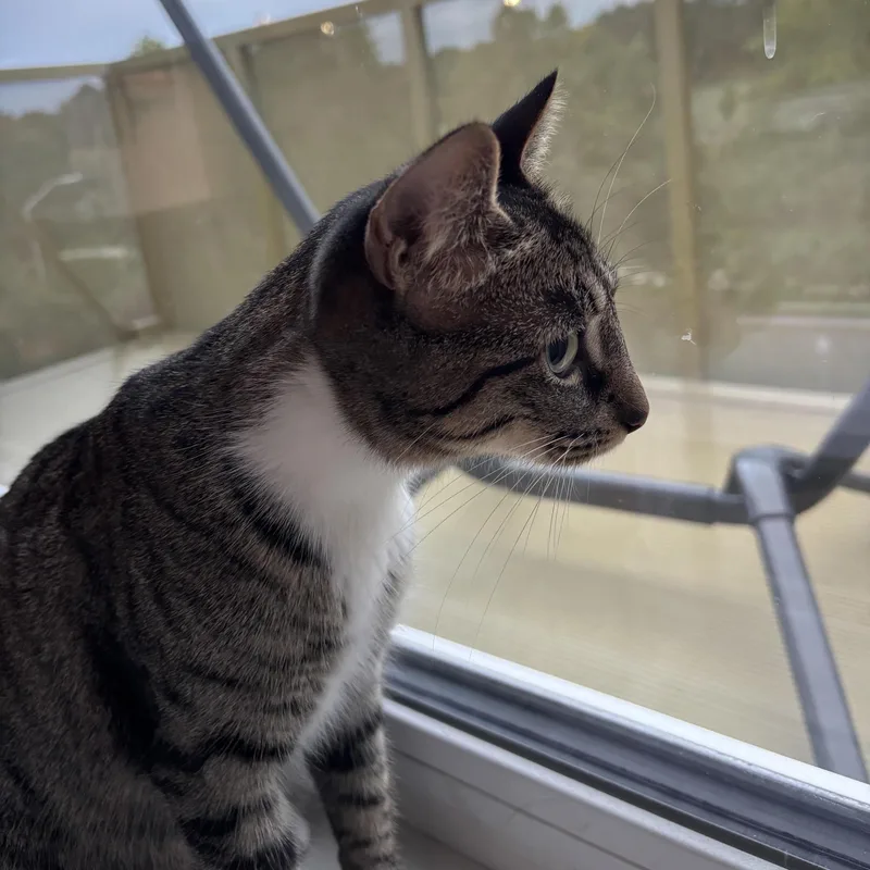 Lucy thumbnail 3