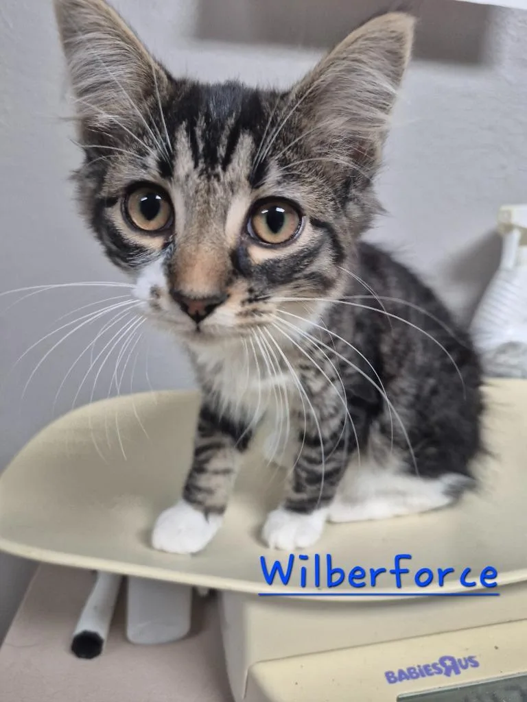 Wilberforce