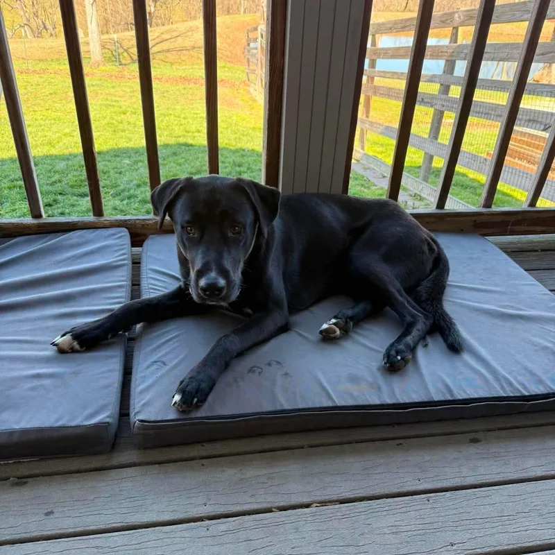 A young medium-sized male Black Great Dane dog named Nico for adoption in Bullard, TX