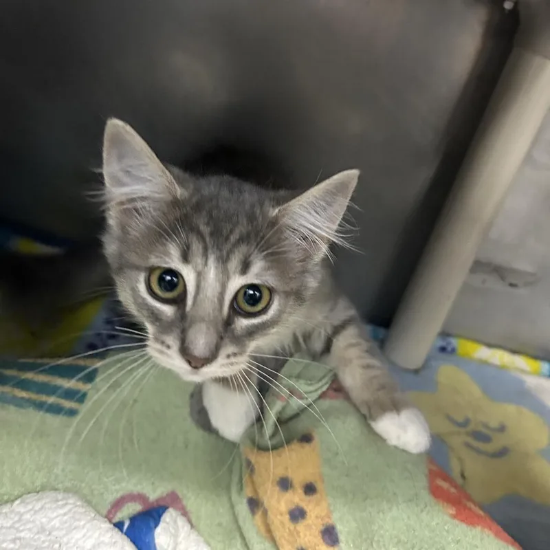 A baby small-sized female Gray / Blue / Silver Domestic Medium Hair cat named Muffin for adoption in Yanceyville, NC