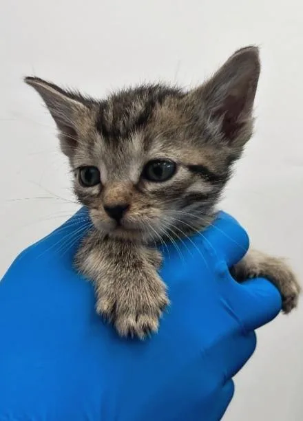 A baby small-sized male Domestic Short Hair cat named Winston for adoption in Hartsville, SC