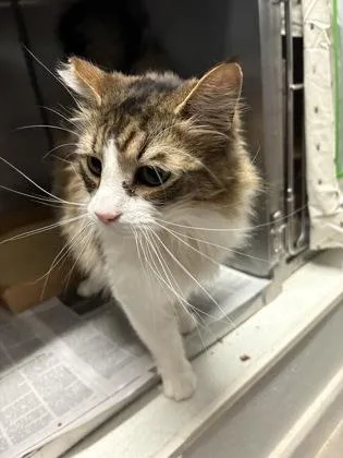 An adult small-sized female Domestic Medium Hair cat named Sweetie Pie for adoption in Madison, NJ