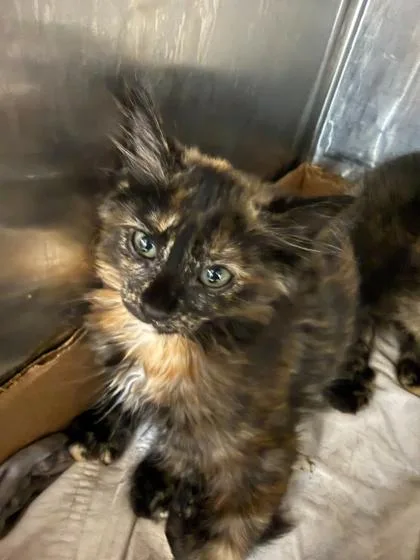 A baby small-sized female Domestic Short Hair cat named Skye for adoption in Sevierville, TN
