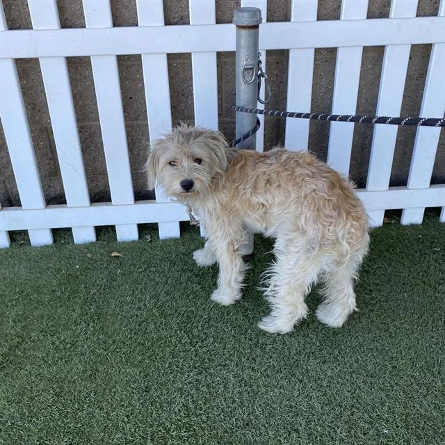 A young medium-sized female Maltese dog named A for adoption in Modesto, CA