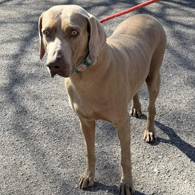 An adult large-sized female Gray / Blue / Silver Weimaraner dog named Alice for adoption in Birmingham, AL