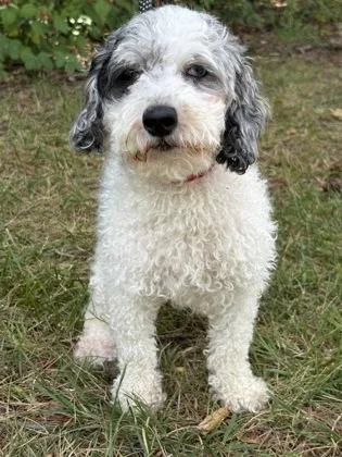 An adult small-sized female Poodle dog named Sydney for adoption in Malvern, PA
